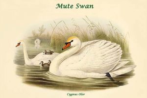 Cygnus Olor - Mute Swan