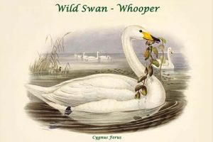 Cygnus Ferus - Wild Swan - Whooper