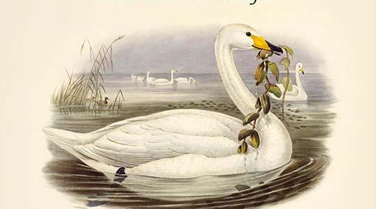 Cygnus Ferus - Wild Swan - Whooper