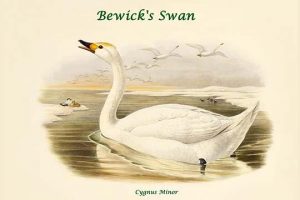 Cygnus Minor - Bewick's Swan