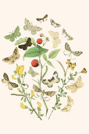 European Butterflies & Moths  (Plate 1)