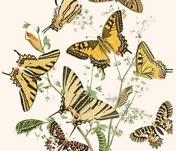 European Butterflies & Moths