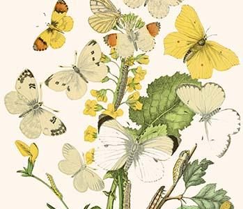 European Butterflies & Moths