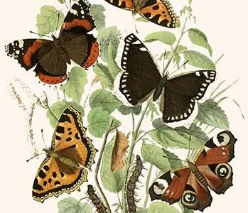 European Butterflies & Moths