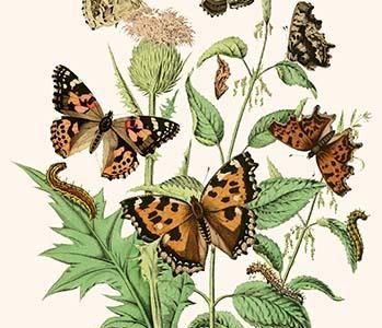 European Butterflies & Moths