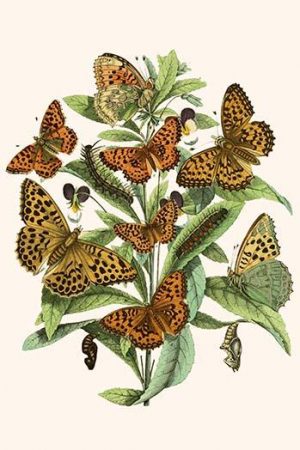 European Butterflies & Moths  (Plate 10)