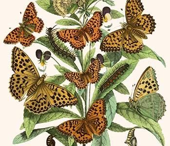 European Butterflies & Moths