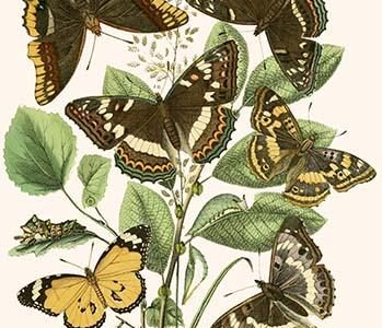 European Butterflies & Moths