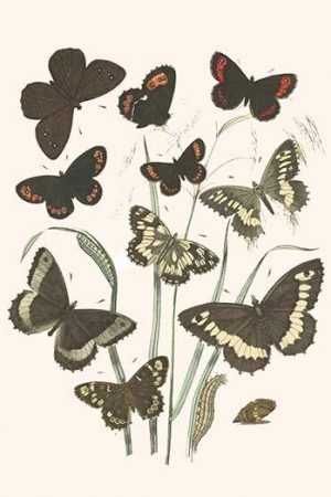 European Butterflies & Moths  (Plate 13)