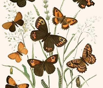 European Butterflies & Moths