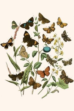 European Butterflies & Moths  (Plate 17)