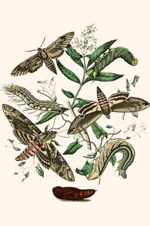 European Butterflies & Moths  (Plate 18)