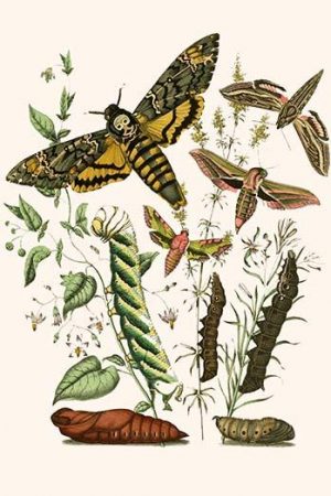 European Butterflies & Moths  (Plate 20)