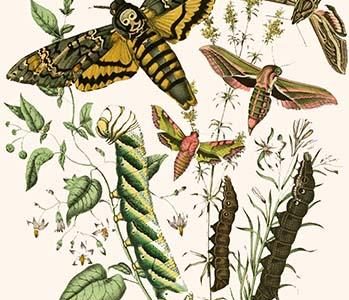 European Butterflies & Moths