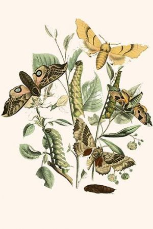 European Butterflies & Moths  (Plate 21)