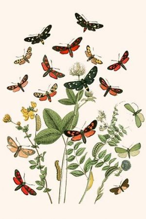 European Butterflies & Moths  (Plate 23)