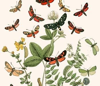 European Butterflies & Moths