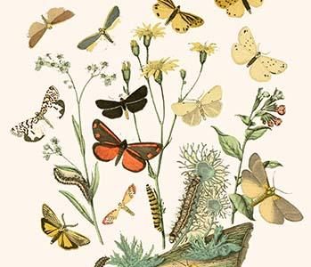 European Butterflies & Moths