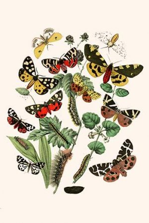 European Butterflies & Moths  (Plate 26)