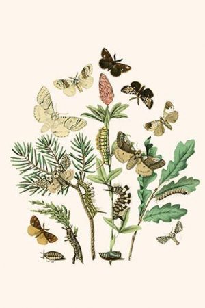 European Butterflies & Moths  (Plate 27)