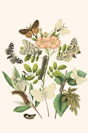 European Butterflies & Moths  (Plate 28)