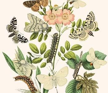 European Butterflies & Moths