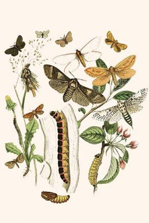 European Butterflies & Moths  (Plate 29)