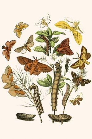 European Butterflies & Moths  (Plate 31)