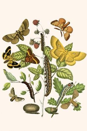 European Butterflies & Moths  (Plate 32)