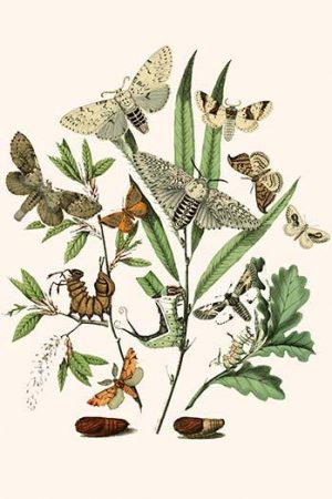 European Butterflies & Moths  (Plate 33)