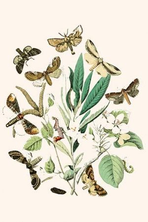 European Butterflies & Moths  (Plate 34)