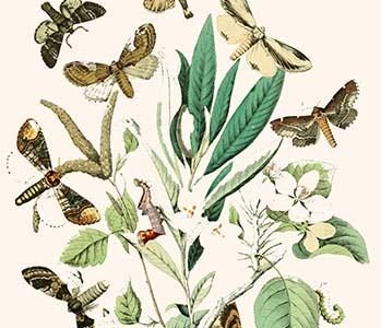 European Butterflies & Moths
