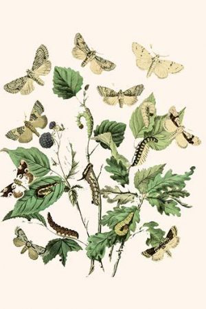 European Butterflies & Moths  (Plate 35)