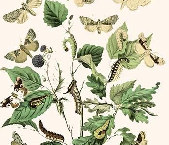 European Butterflies & Moths