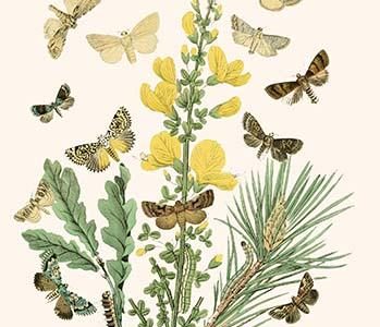 European Butterflies & Moths