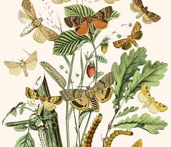 European Butterflies & Moths