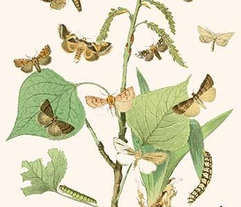 European Butterflies & Moths