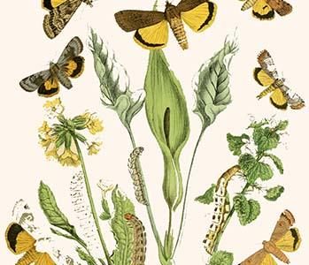 European Butterflies & Moths