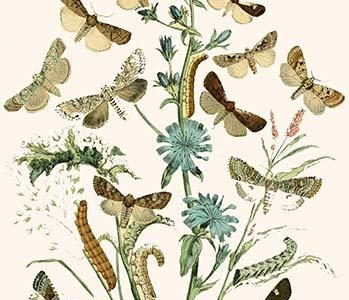 European Butterflies & Moths