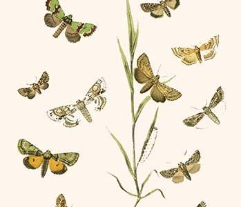 European Butterflies & Moths