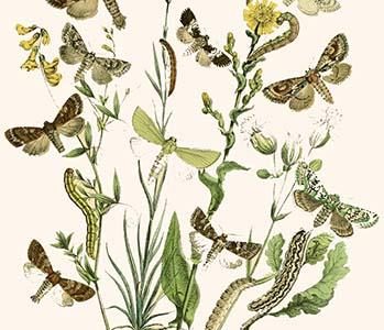 European Butterflies & Moths
