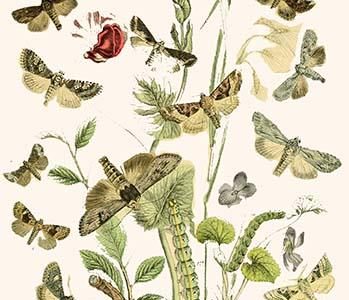 European Butterflies & Moths