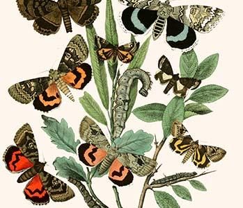 European Butterflies & Moths