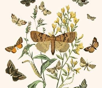European Butterflies & Moths