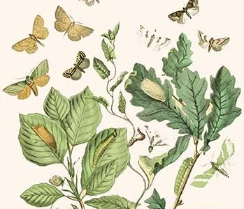 European Butterflies & Moths