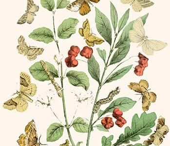 European Butterflies & Moths