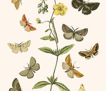 European Butterflies & Moths