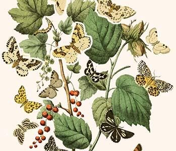 European Butterflies & Moths
