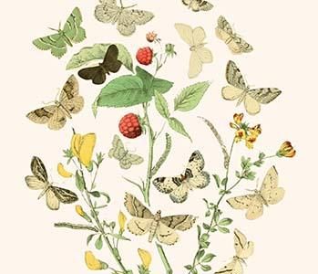 European Butterflies & Moths
