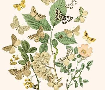 European Butterflies & Moths